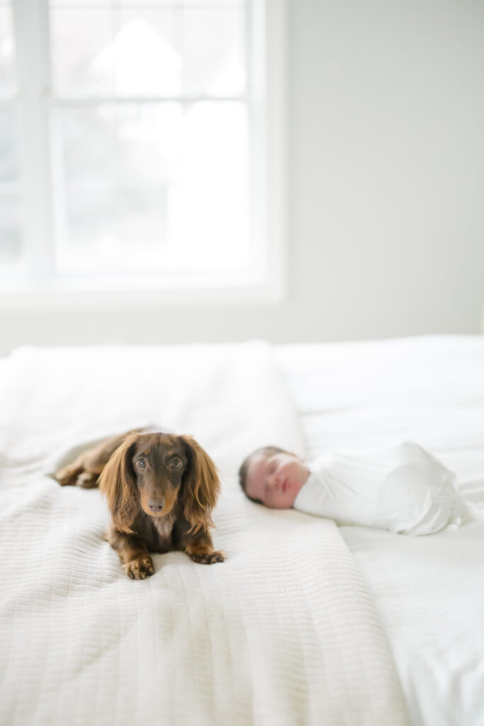 dog and a newborn baby on a bed